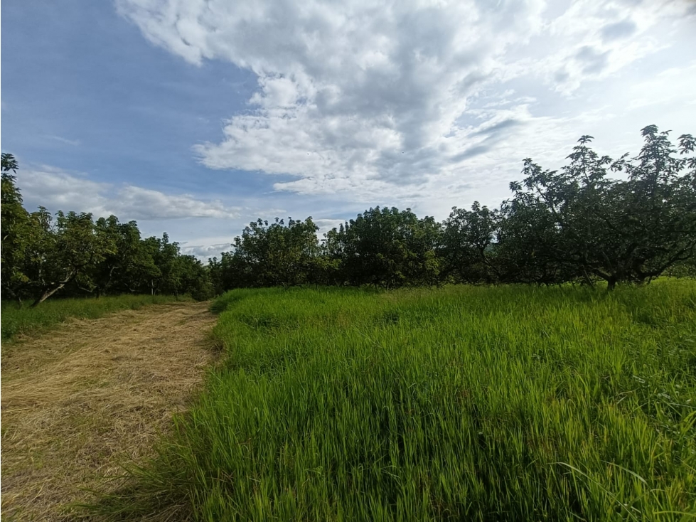 Se Vende Finca En Puerto Espejo - Armenia - Quindío. — foto 3
