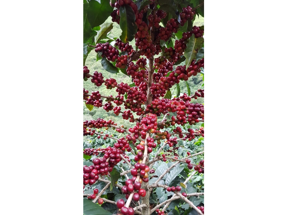 Se Vende Finca Cafetera Tecnificada En Genova, Quindío - 5