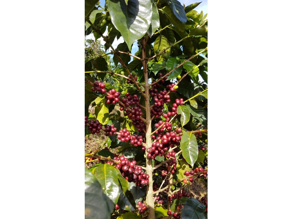 Se Vende Finca Cafetera Tecnificada En Genova, Quindío - 6
