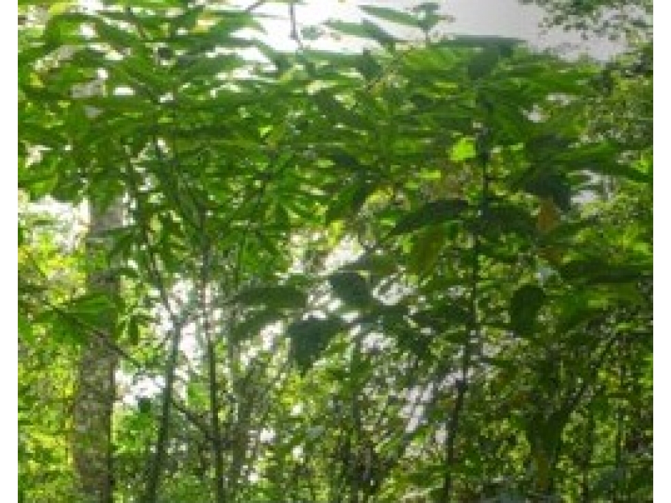 LOTE EN VENTA EN PARCELACIÓN EN LA VÍA LA CEJA - RIONEGRO — foto 4