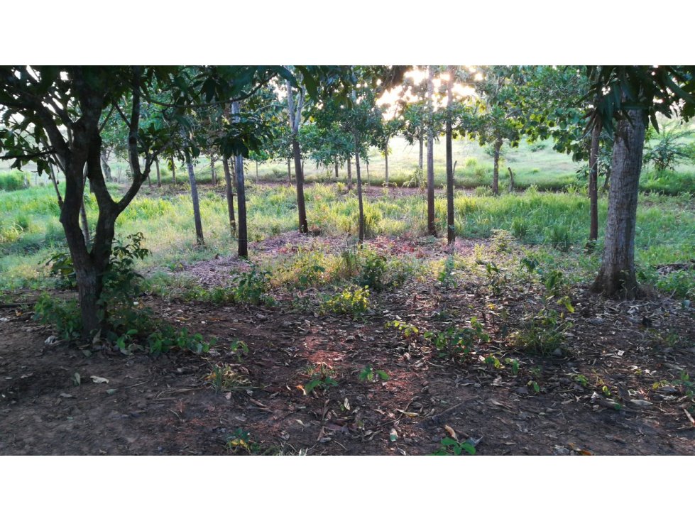VENDO FINCA EN ARJONA DENTRO DEL CASCO URBANO 17HT - 1