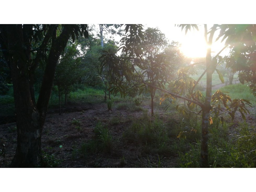 VENDO FINCA EN ARJONA DENTRO DEL CASCO URBANO 17HT - 4