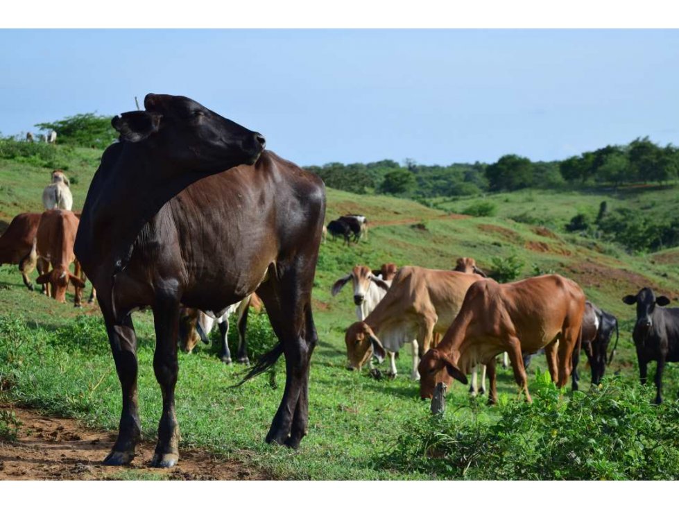 Finca en vereda Bálsamo, zona rural Arjona, Bol - 2