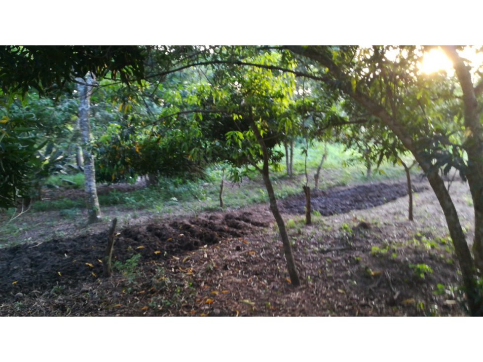 VENDO FINCA EN ARJONA DENTRO DEL CASCO URBANO 17HT - 6