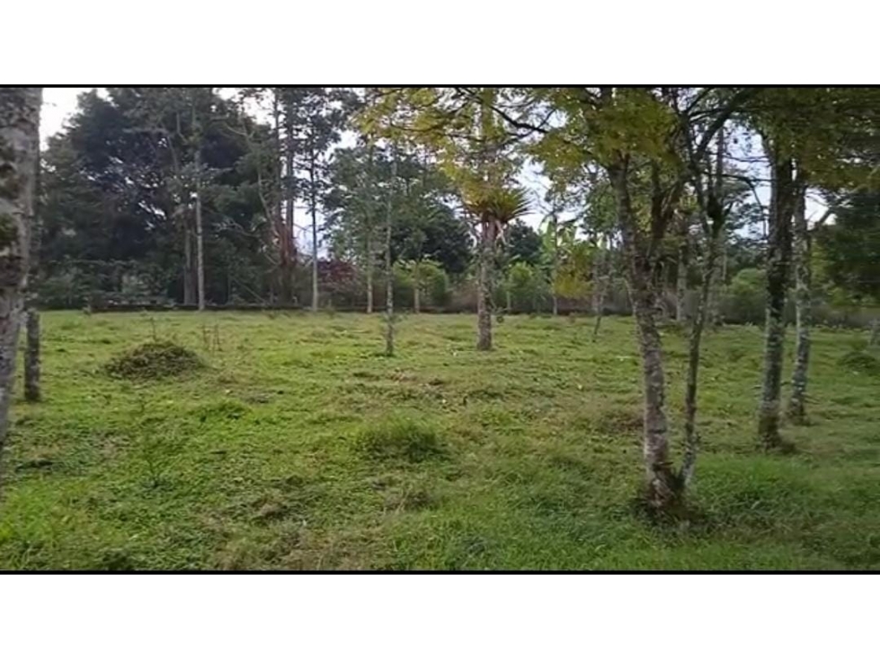 SE VENDE LOTE / TERRENO EN LA VEREDA PALESTINA, SALENTO. - 4