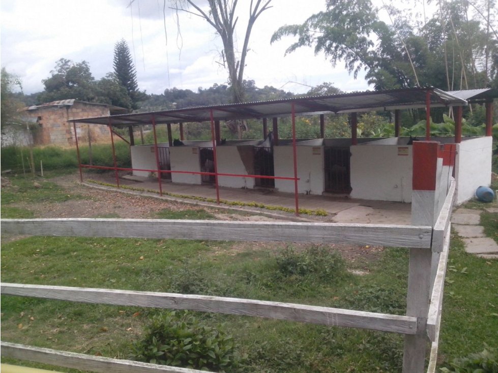 SILVANIA - FINCA DE PRODUCCION EN VENTA - 6