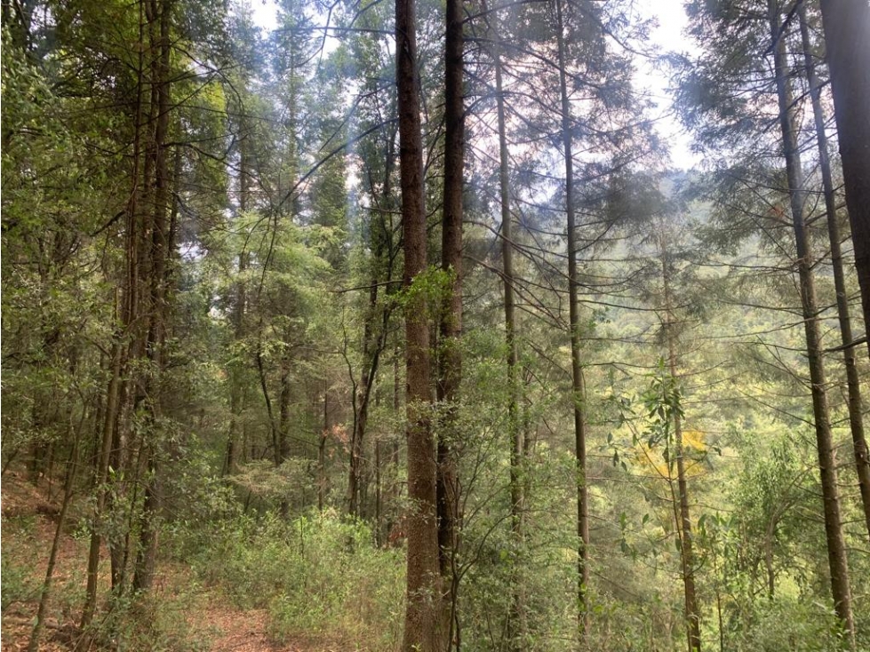 TERRENO EN VENTA - SAN LUIS AYUCAN - JILOTZINGO - 6