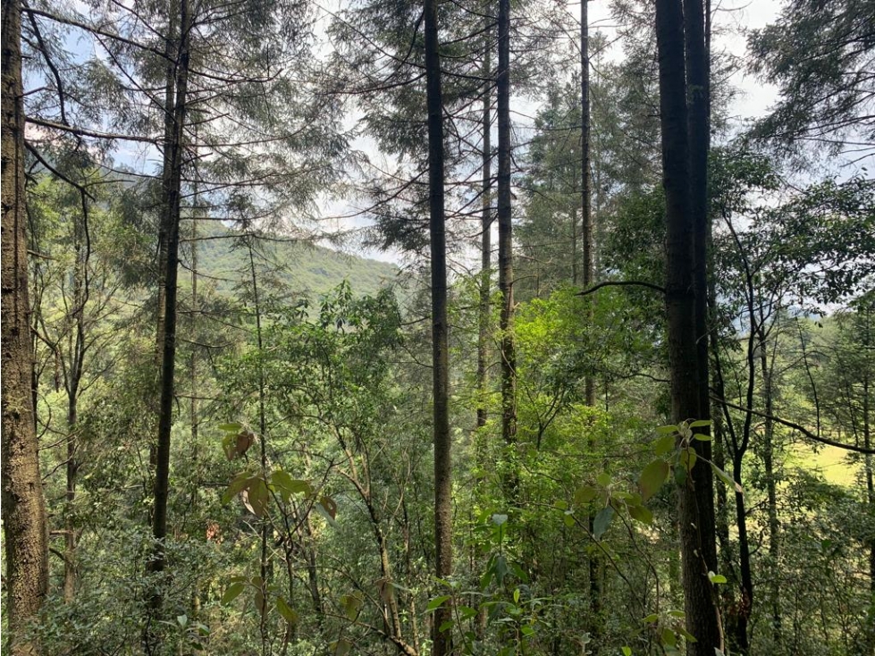 TERRENO EN VENTA - SAN LUIS AYUCAN - JILOTZINGO - 4