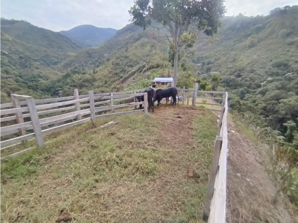 Venta de Finca Cafetera y Productiva Ubicada en Ginebra, Valle - 5