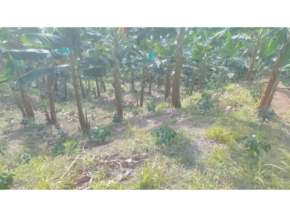 VENTA DE FINCA EN RISARALDA - CALDAS - 2