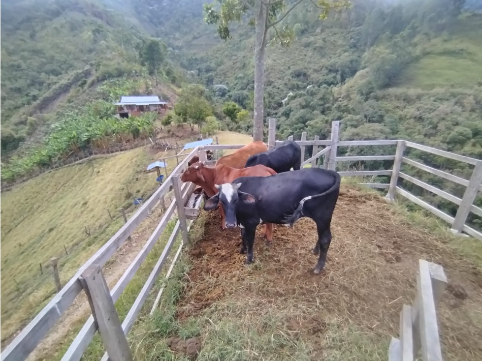 Venta de Finca Cafetera y Productiva Ubicada en Ginebra, Valle - 4