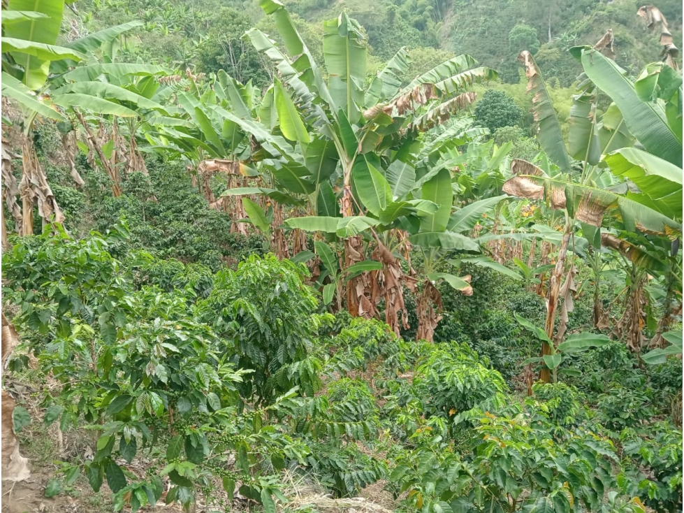 Venta de Finca Cafetera Ubicada en Vereda Cocohondo, Balboa - 2