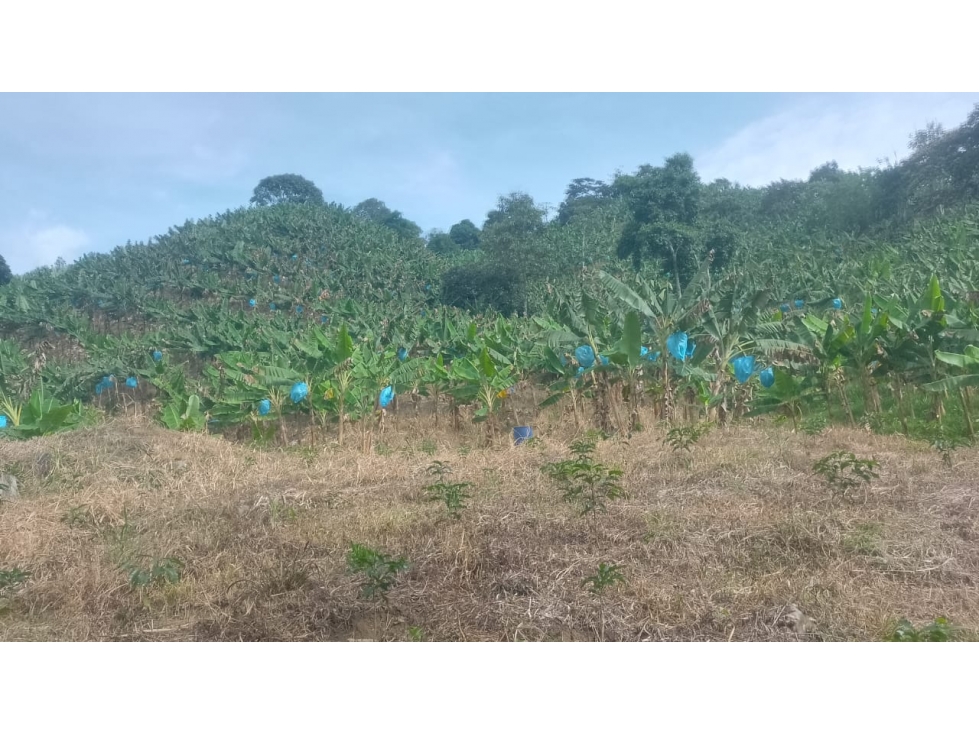 VENTA DE FINCA EN RISARALDA - CALDAS - 3
