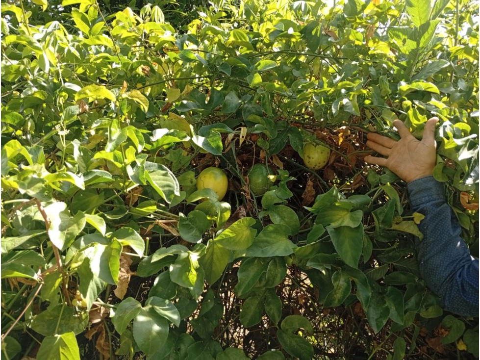 Venta de Finca en el Sector Coloradas — foto 6