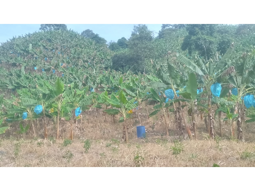 VENTA DE FINCA EN RISARALDA - CALDAS - 4