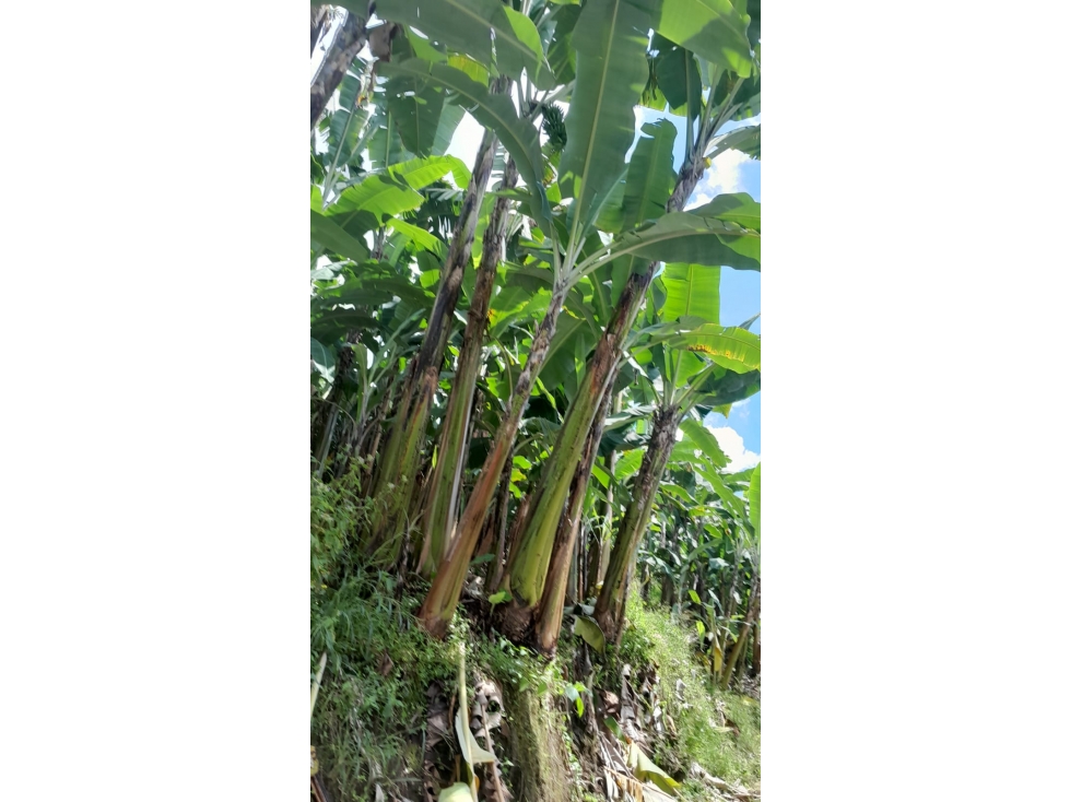 VENTA DE FINCA EN BALBOA RISARALDA - 3