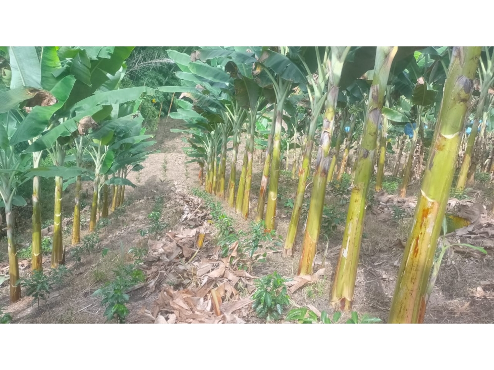 VENTA DE FINCA EN RISARALDA - CALDAS - 5