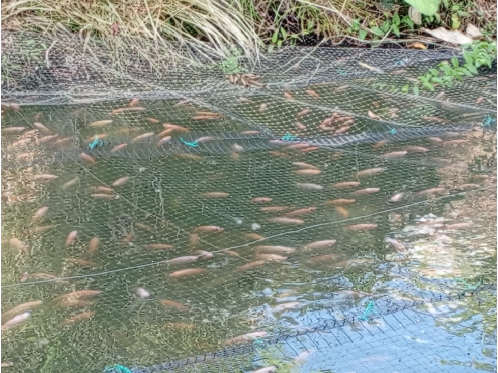 Venta de Finca en el Sector Coloradas — foto 5