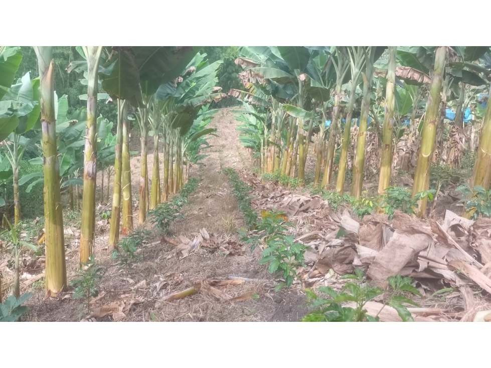 VENTA DE FINCA EN RISARALDA - CALDAS - 6