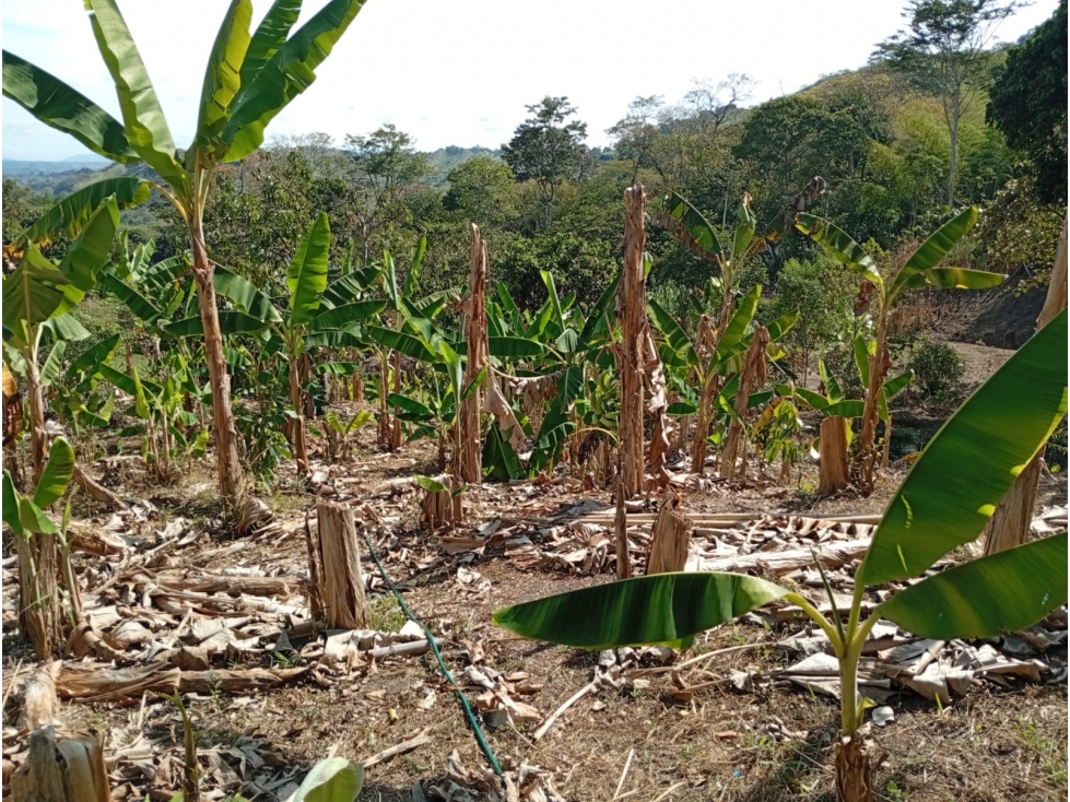 Venta de Finca en el Sector Coloradas — foto 4