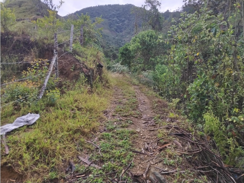 Venta de Finca Cafetera y Productiva Ubicada en Ginebra, Valle - 2