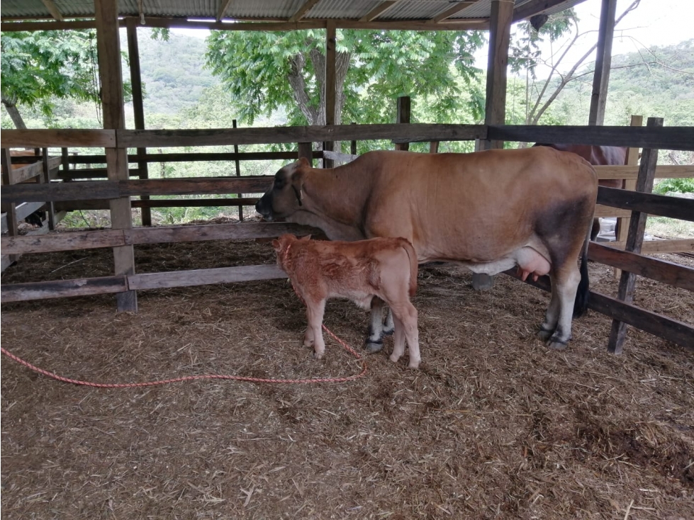 Venta de finca ganadera en Capira (Cermeño) GTA - 2