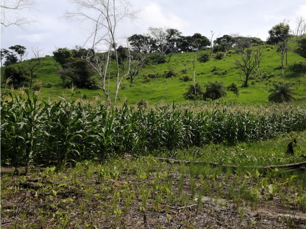 Venta de finca ganadera en Capira (Cermeño) GTA - 3