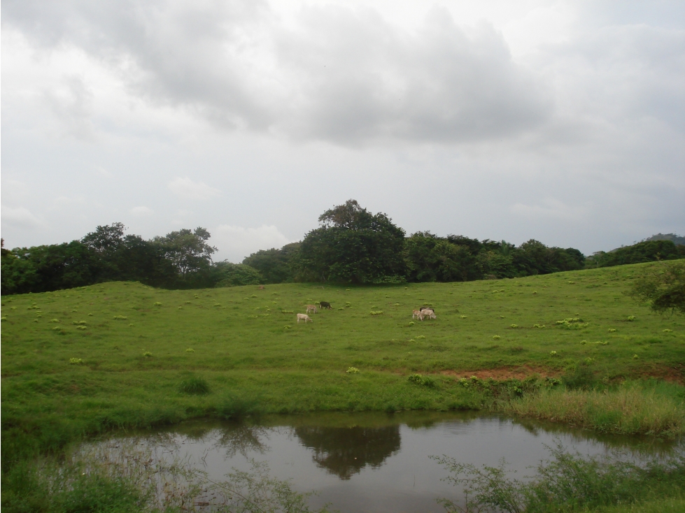 Venta de finca en Capira GTA - 4