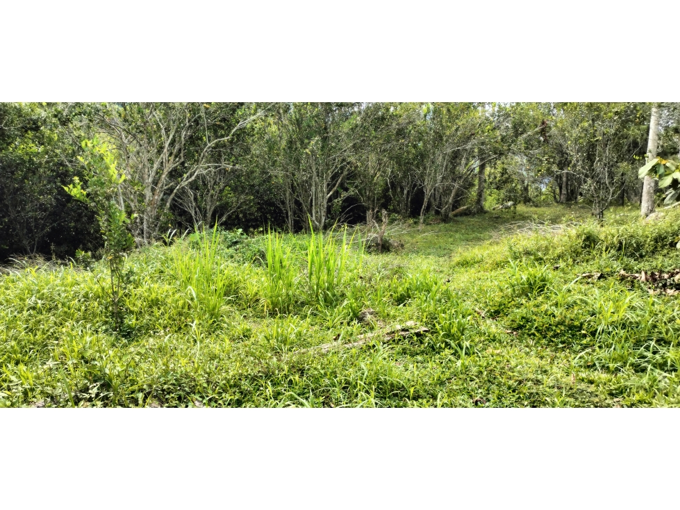 SE VENDE FINCA EN LA VEREDA LISBOA EN LEBRIJA SANTANDER - 4