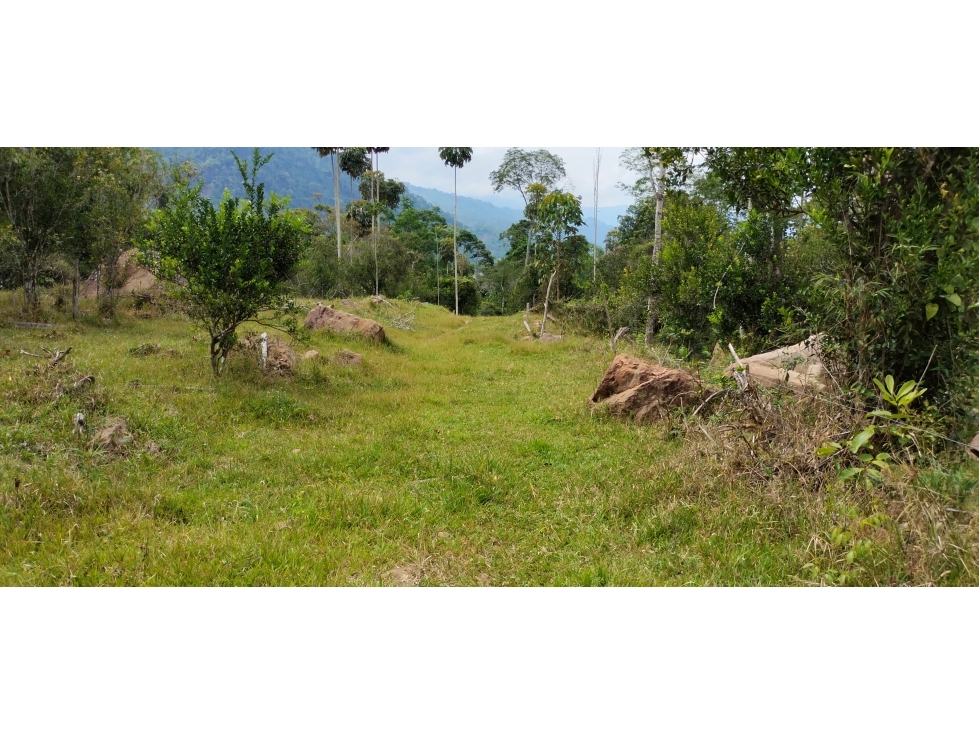 SE VENDE FINCA EN LA VEREDA LISBOA EN LEBRIJA SANTANDER - 2
