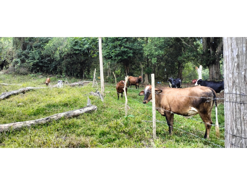 SE VENDE FINCA EN LA VEREDA LISBOA EN LEBRIJA SANTANDER - 1