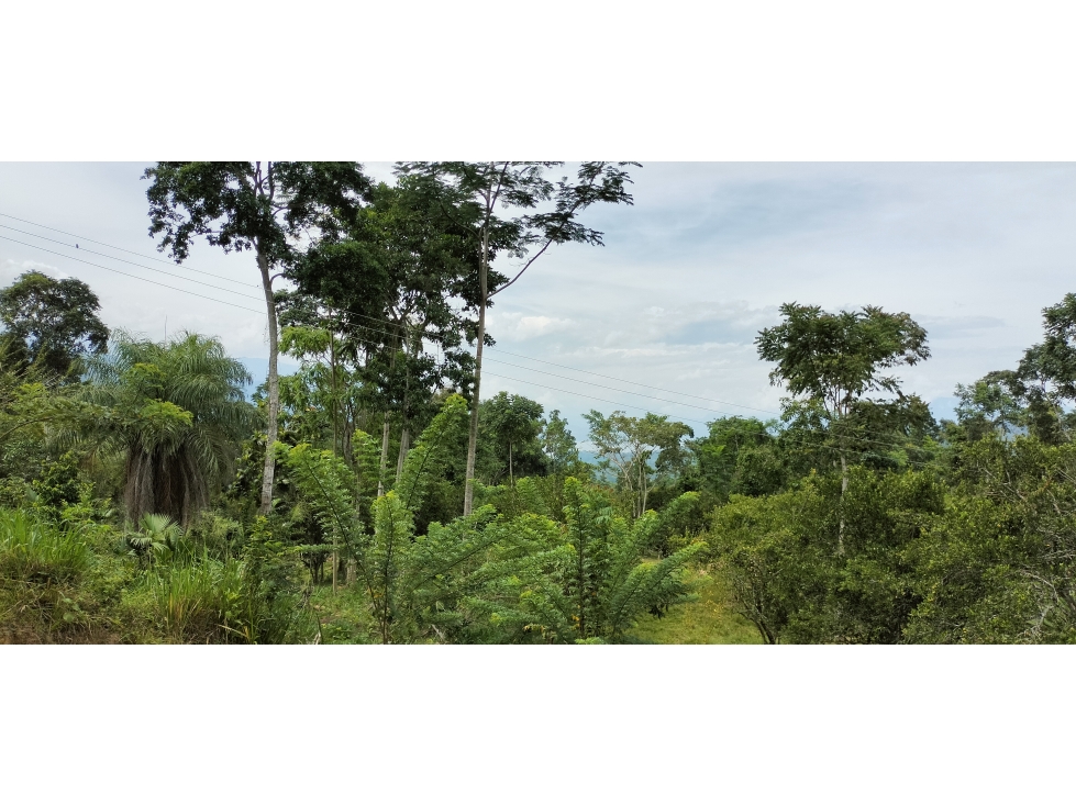 SE VENDE FINCA EN LA VEREDA LISBOA EN LEBRIJA SANTANDER - 6