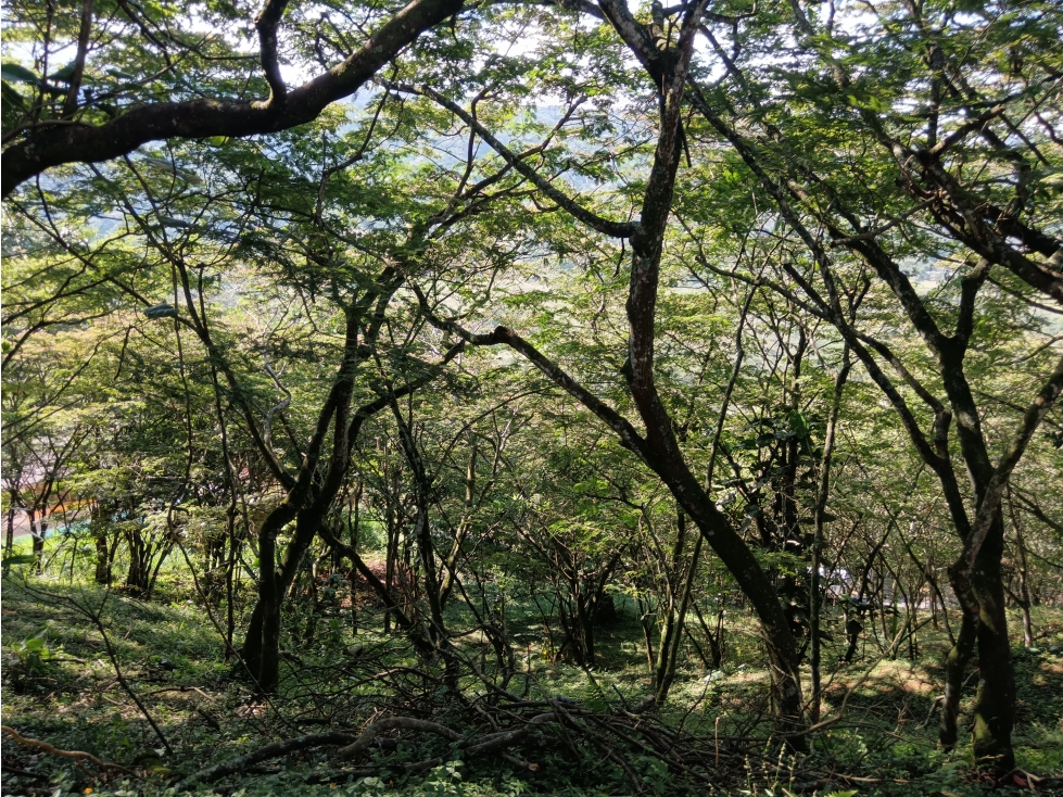 Venta Lote La Reforma - Cali — foto 4