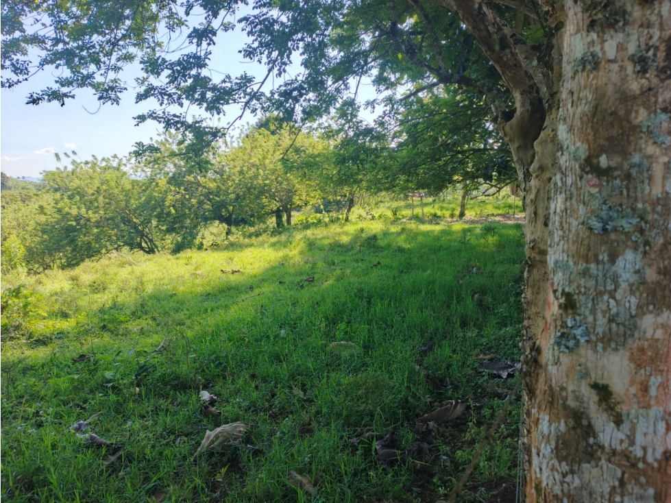 VENDO LOTE DE 45.000 MTS SOBRE LA VIA ALCALA PEREIRA — foto 3