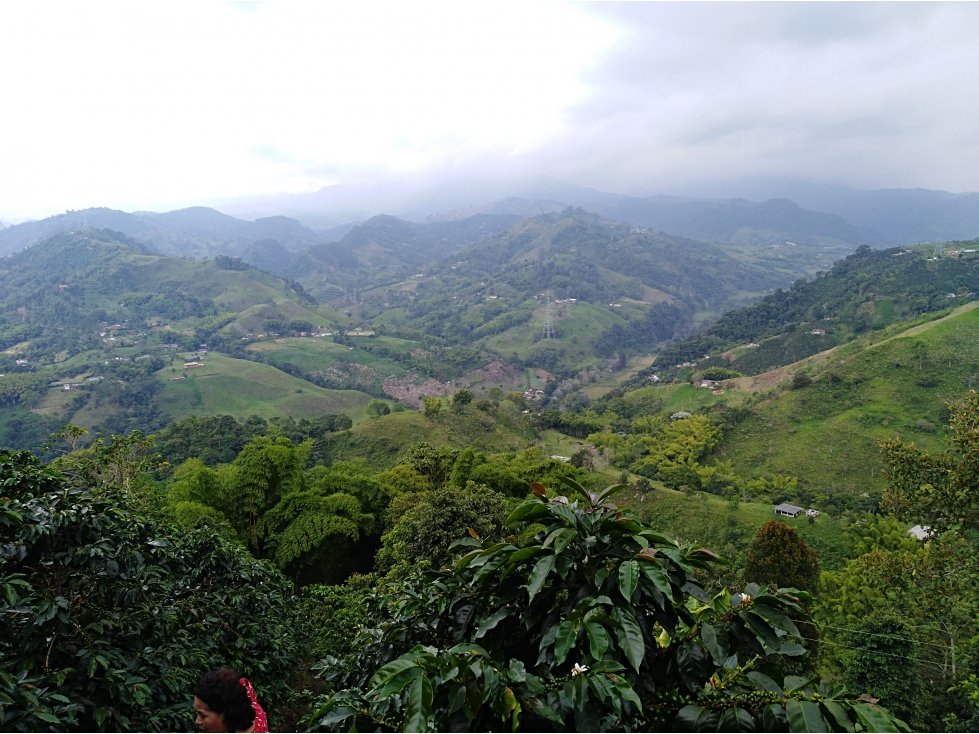 Vendo Finca Cafetera en La Bella Pereira — foto 5