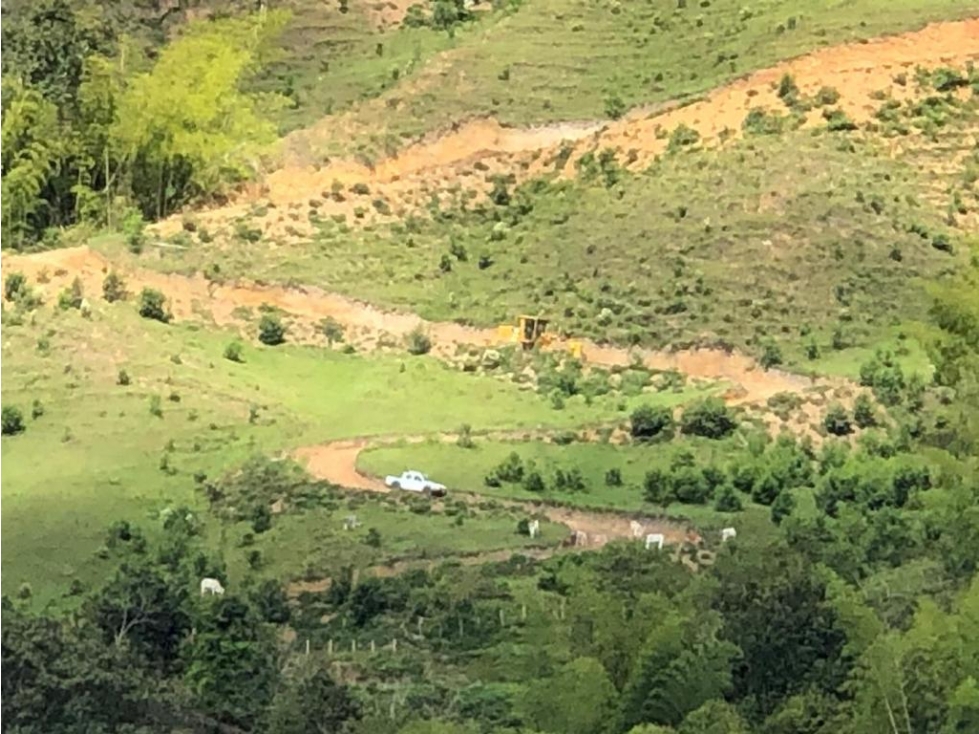 Se VENDE finca sembrada en limón