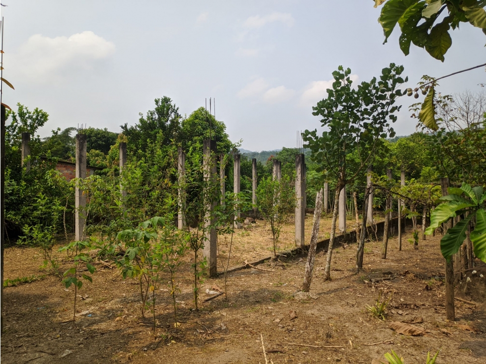 LOTE CON FRUTALES - SAN ANTONIO DE CUMBAZA - 5
