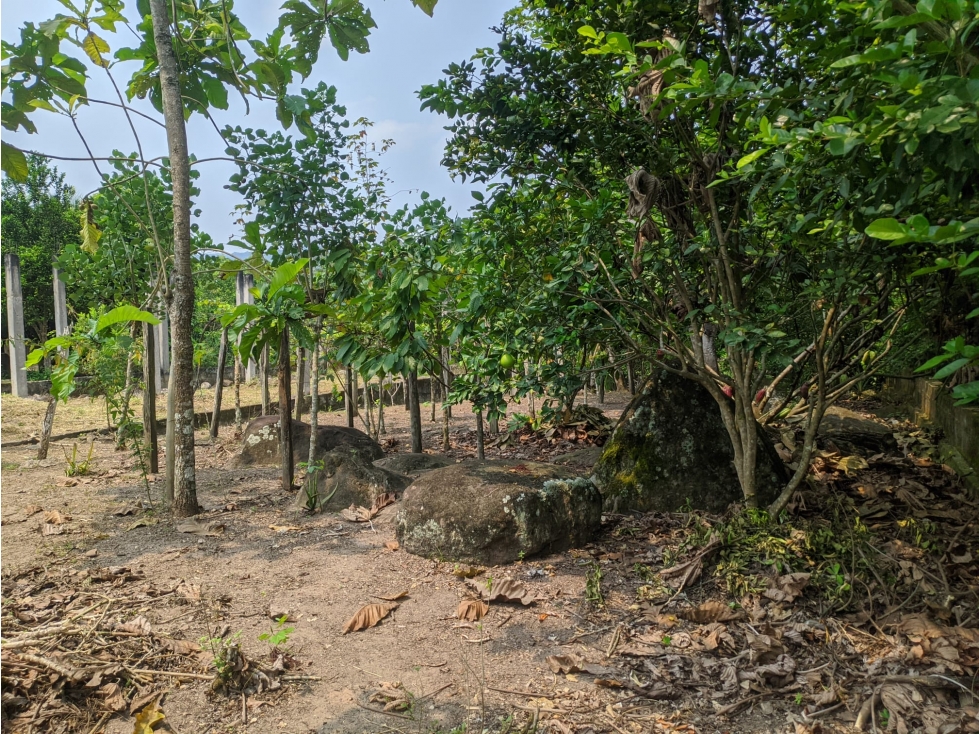 LOTE CON FRUTALES - SAN ANTONIO DE CUMBAZA - 2