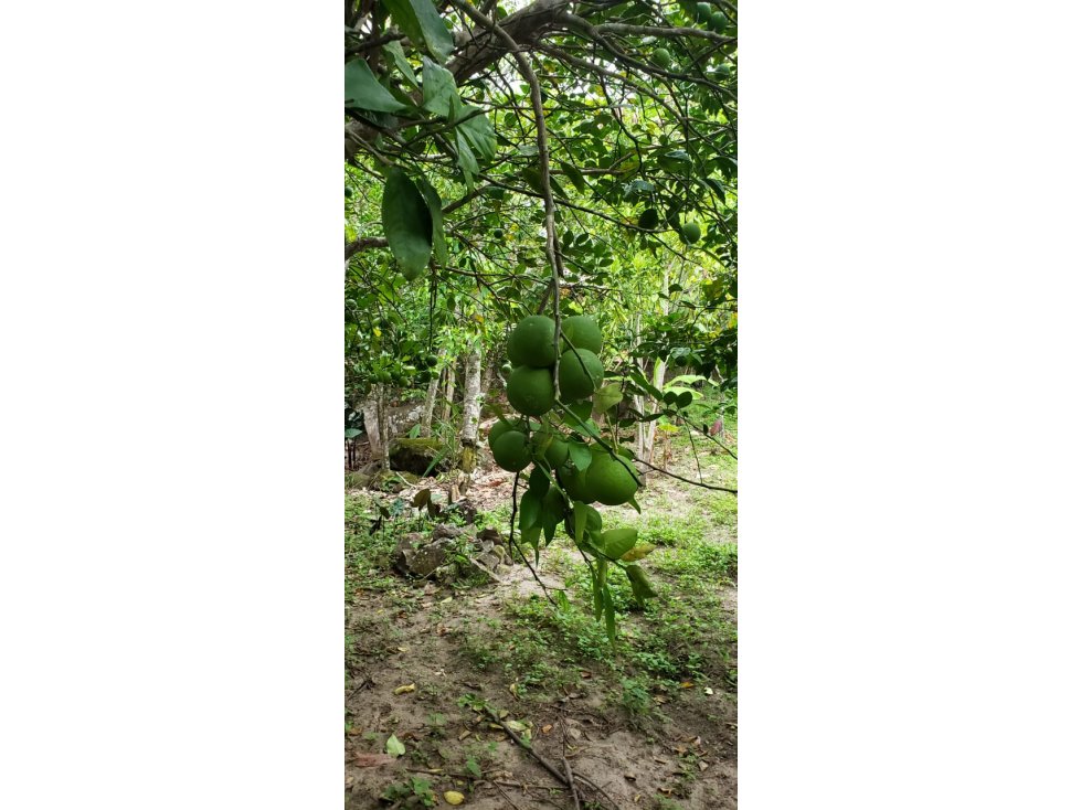 LOTE CON FRUTALES - SAN ANTONIO DE CUMBAZA - 1