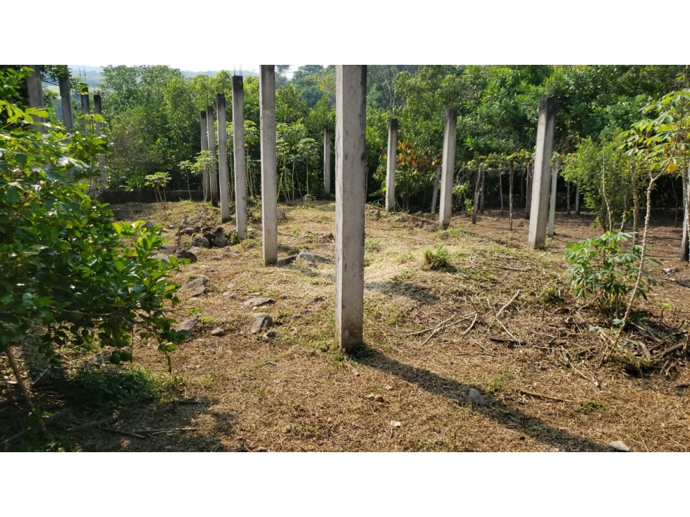 LOTE CON FRUTALES - SAN ANTONIO DE CUMBAZA - 6