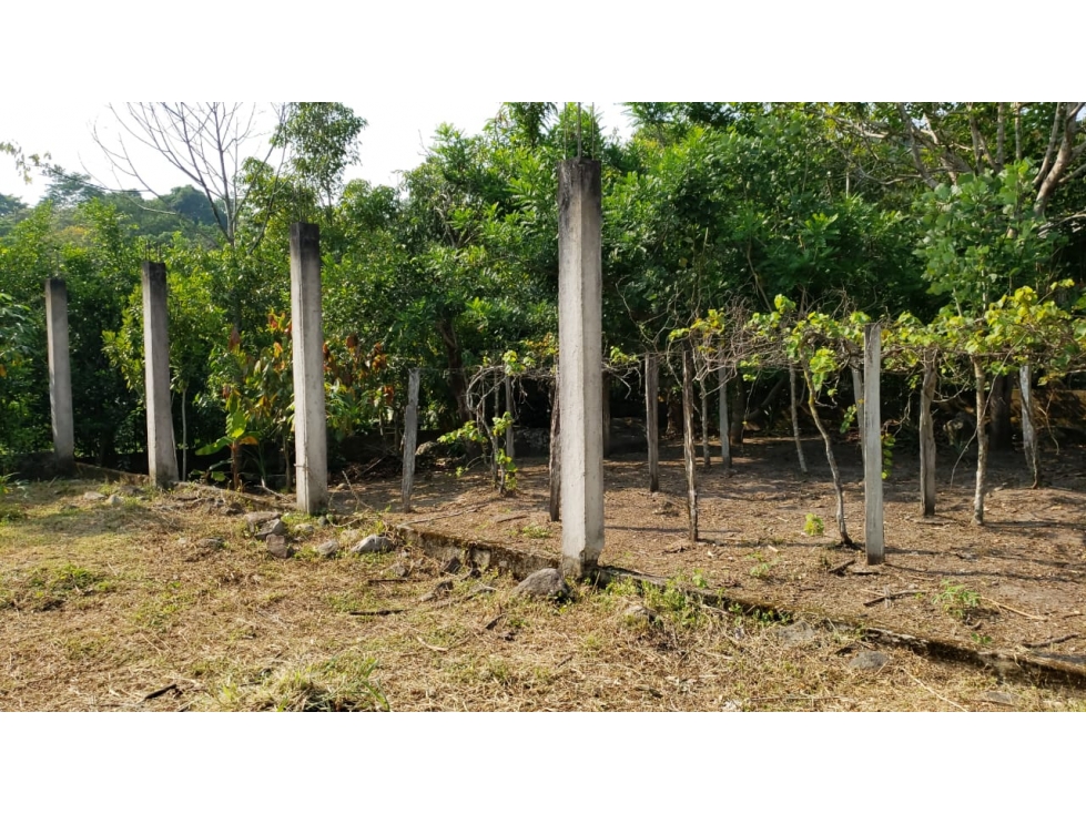 LOTE CON FRUTALES - SAN ANTONIO DE CUMBAZA - 4