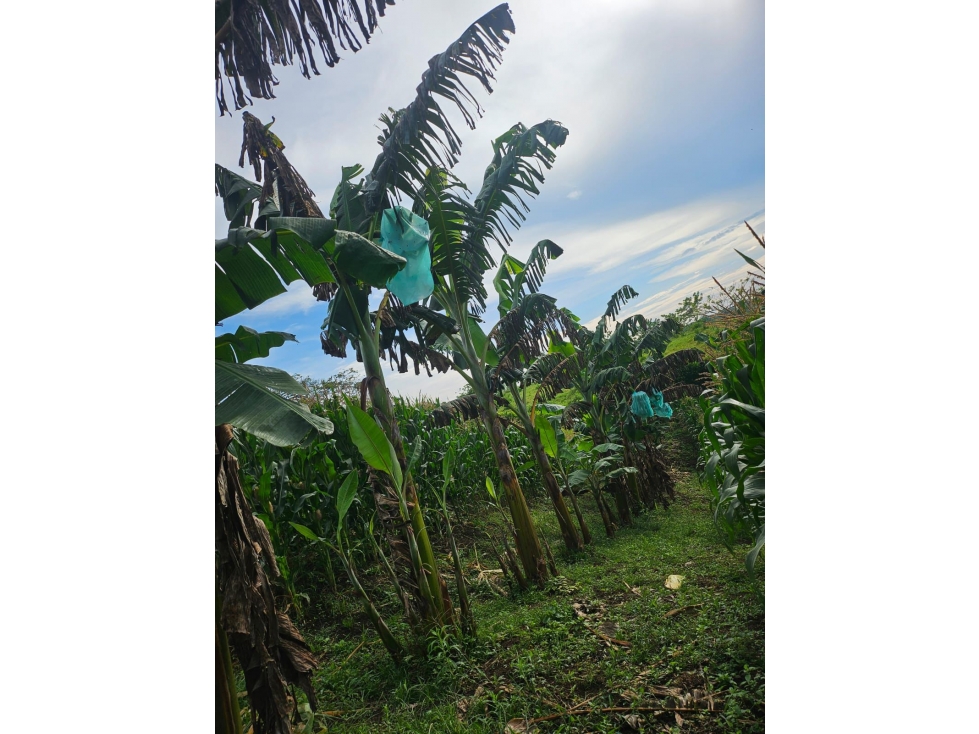 lote en la palmilla de vende, via a alcala, pereira — foto 3
