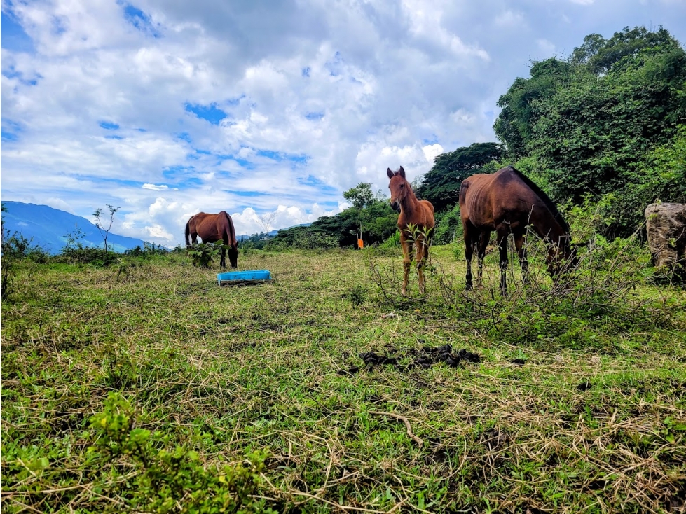 LOTE DE 3640 METROS VEREDA EL TOTUMO DE GIRARDOTA