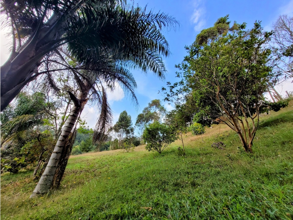 FINCA EN GUARNE CHAPARRAL RICA EN POTENCIAL — foto 3