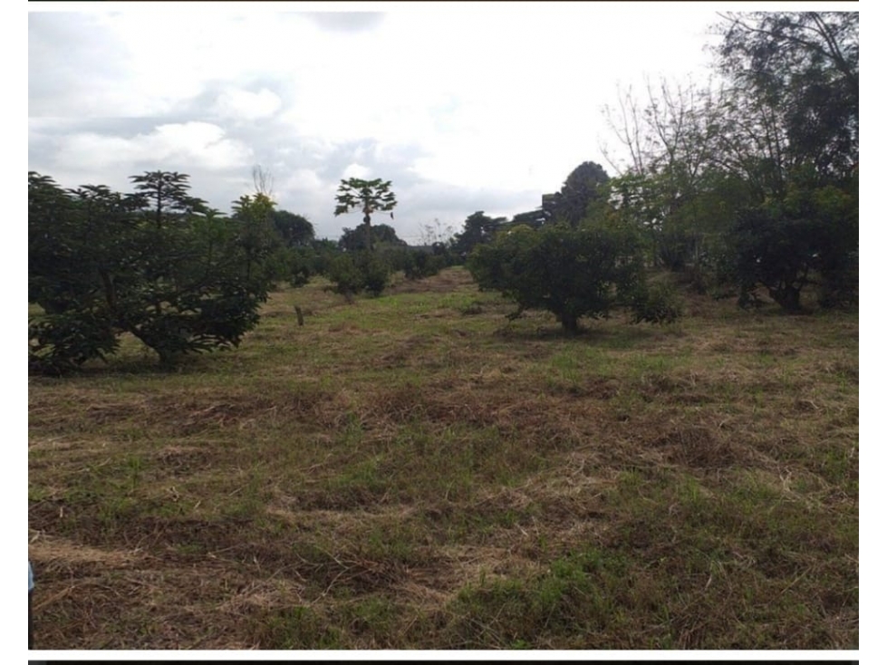 FINCA EN EL BOLO PALMIRA, OPORTUNIDAD DE INVERSION EN VENTA - 5