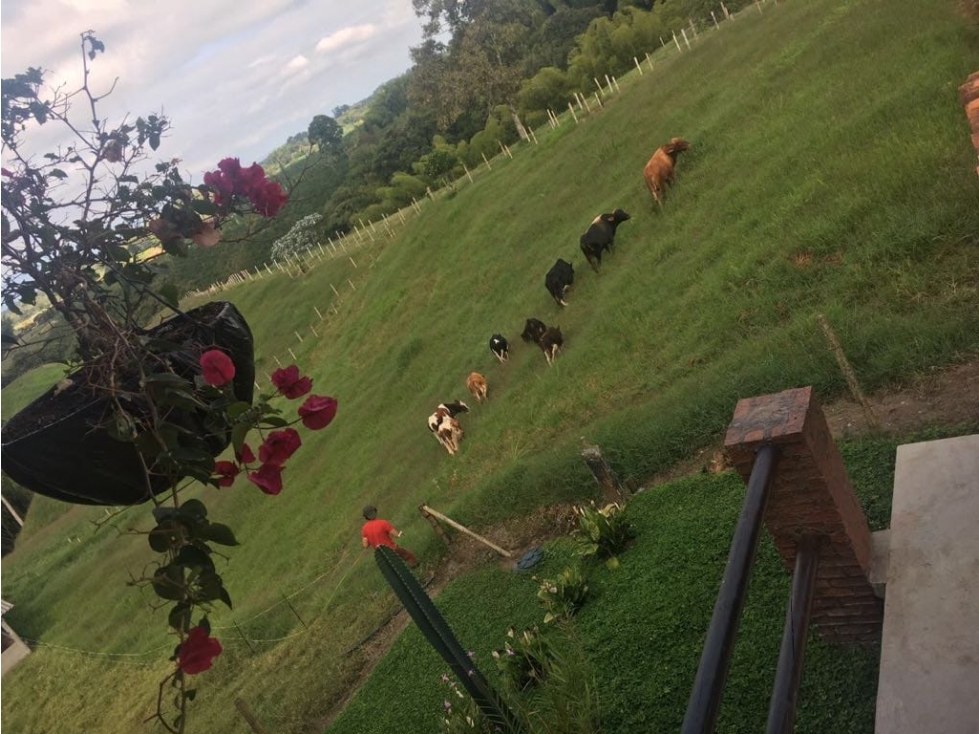Finca en Venta en Circasia