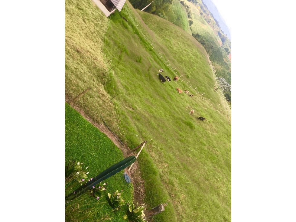 Finca en Venta en Circasia — foto 3