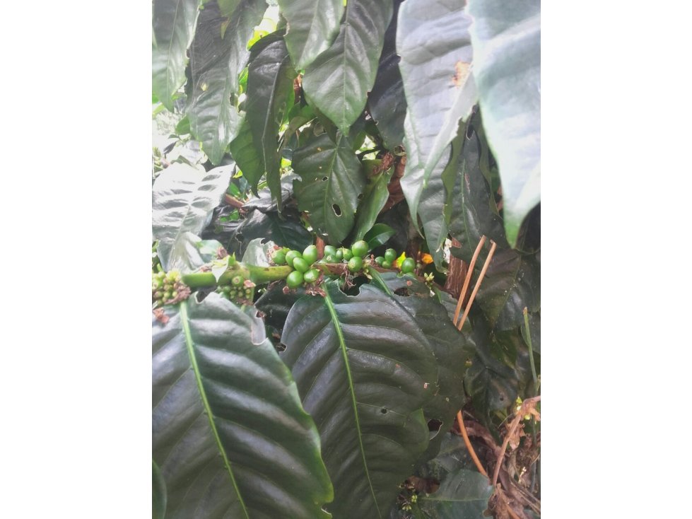 FINCA CAFETERA EN VENTA EN VEREDA PARTIDAS, CHINCHINÁ | VENTA FINCA - 3