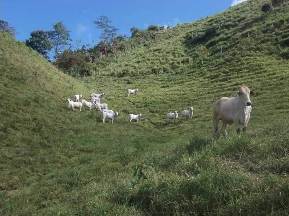 VENTA DE FINCA EN VEREDA PARAMILLO, FRESNO, TOLIMA - 2