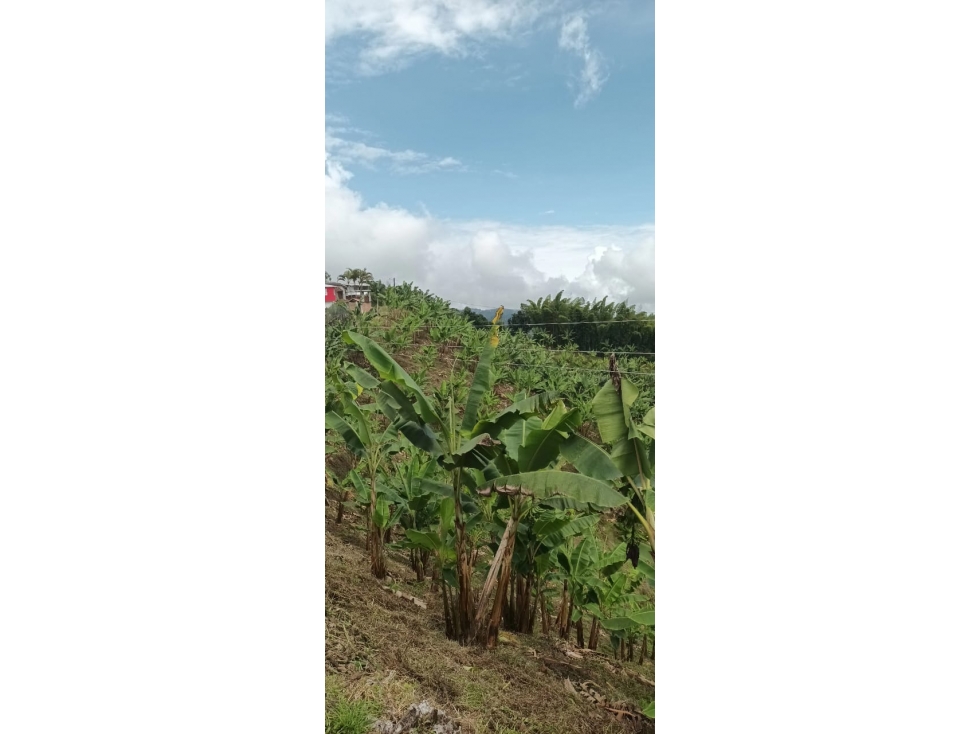 VENTA LOTE EN ALTO BONITO, MANIZALES | LOTES EN VENTA EN MANIZALES — foto 2